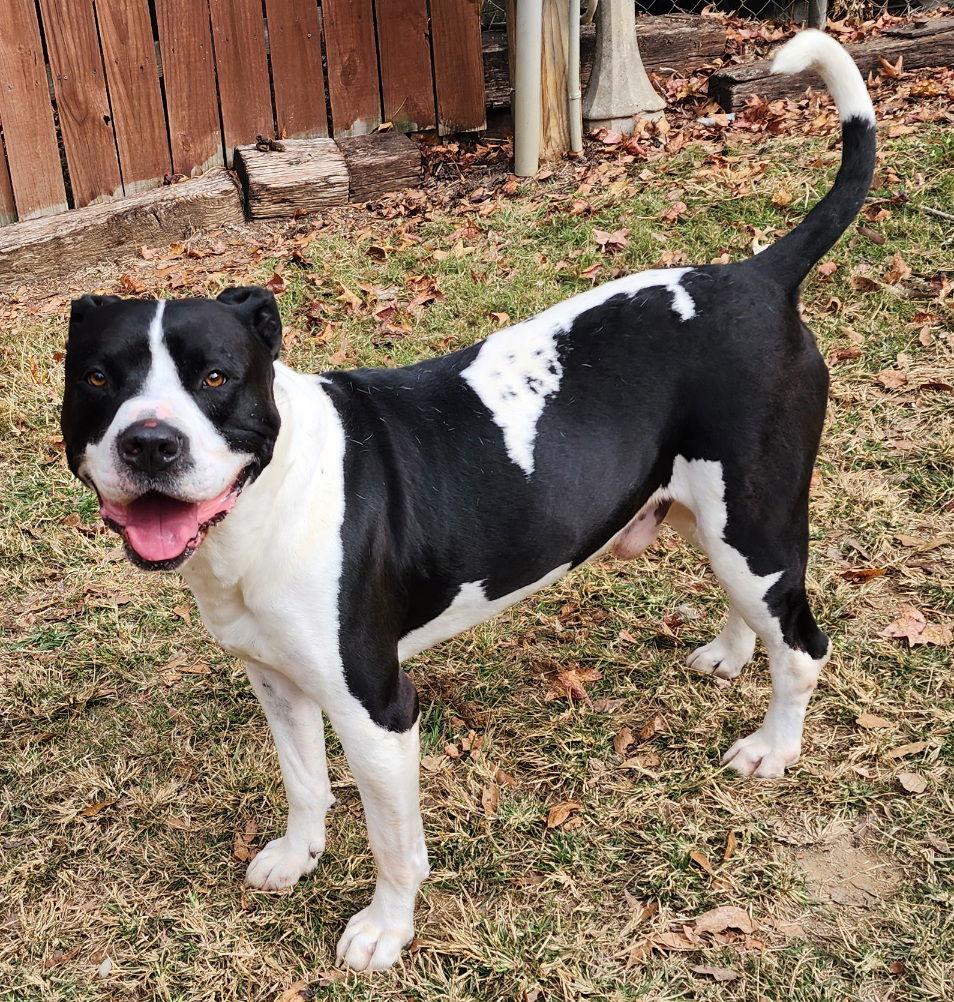 Enlarge 251820  Zeus, a Adoptable American Bulldog in Wetumpka, AL image 2/3