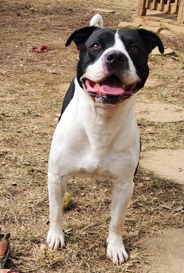 Enlarge 251820  Zeus, a Adoptable American Bulldog in Wetumpka, AL image 3/3