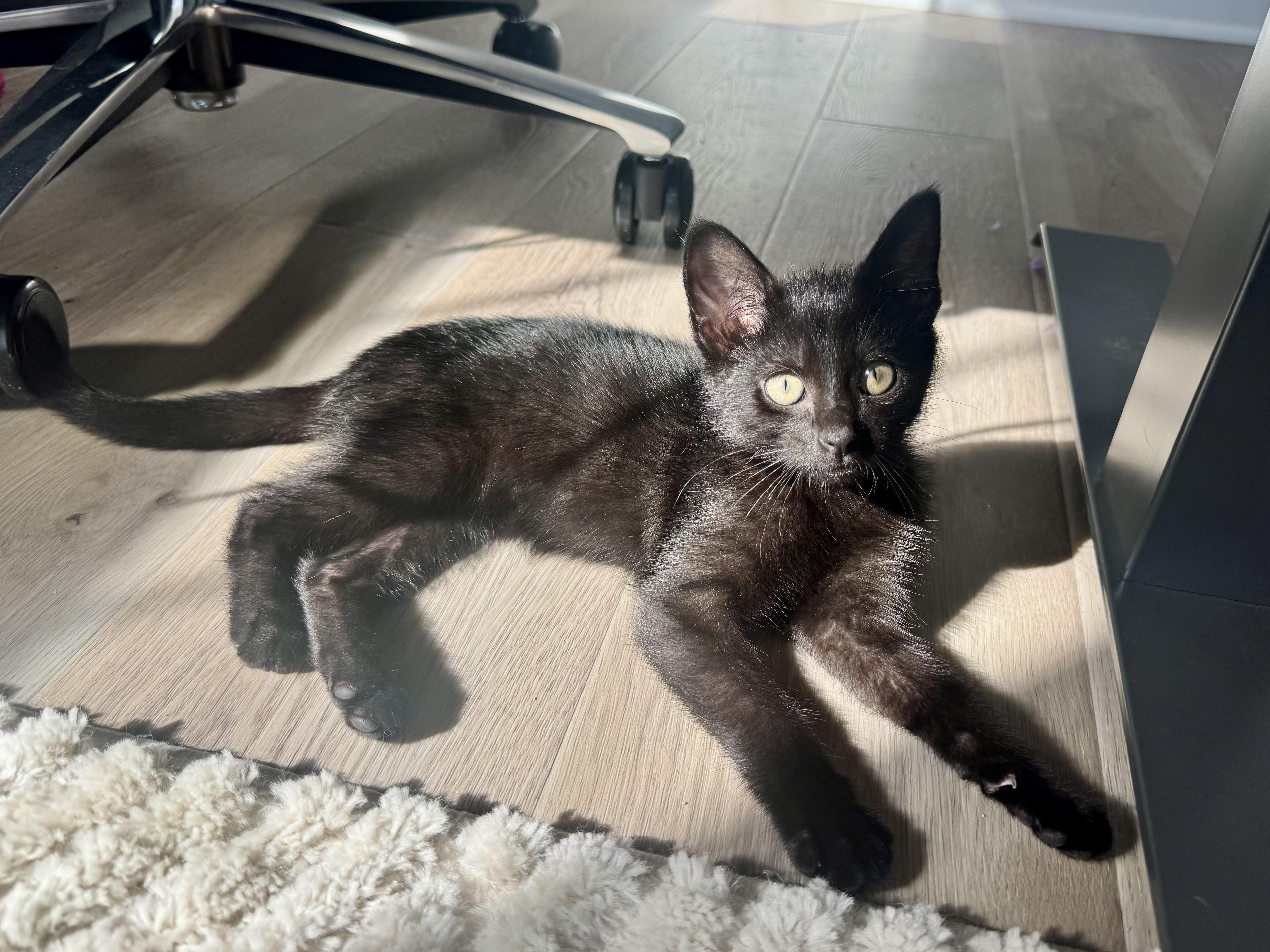 Mayo, ADOPTABLE, Kitten Male Domestic Short Hair.