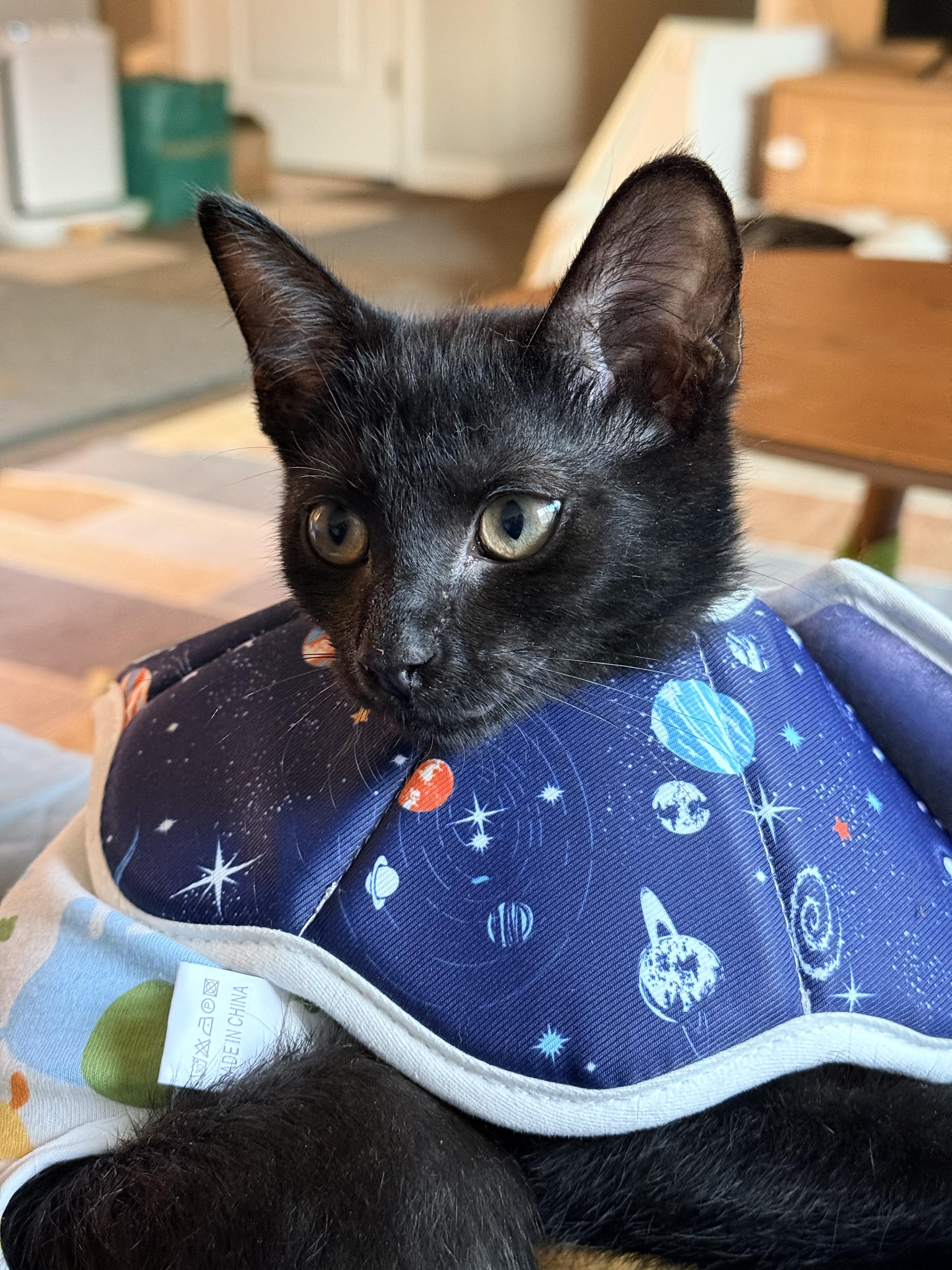 Mayo, a ADOPTABLE Domestic Short Hair in Columbus, OH image 3/6
