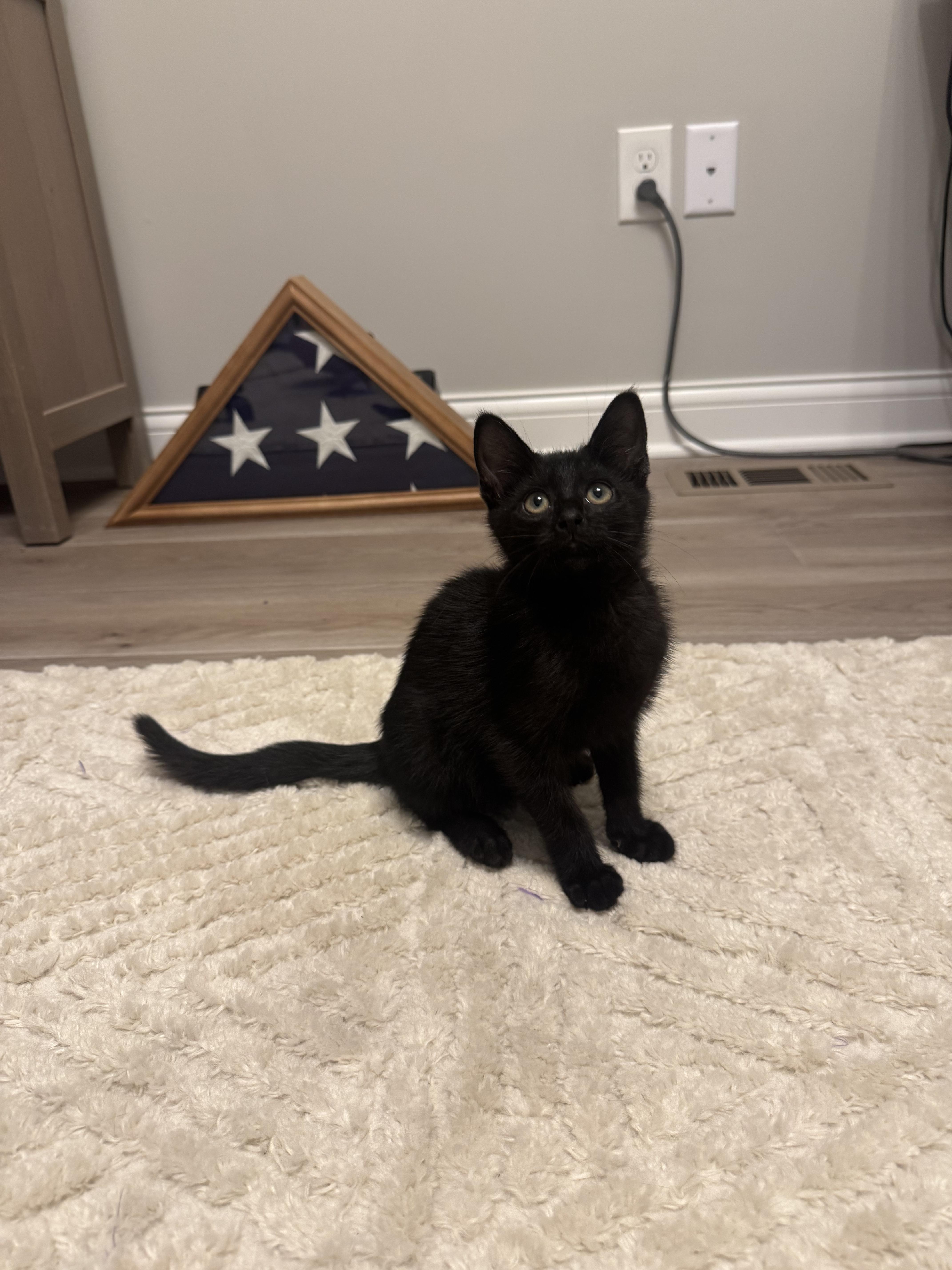 Mayo, a ADOPTABLE Domestic Short Hair in Columbus, OH image 5/6