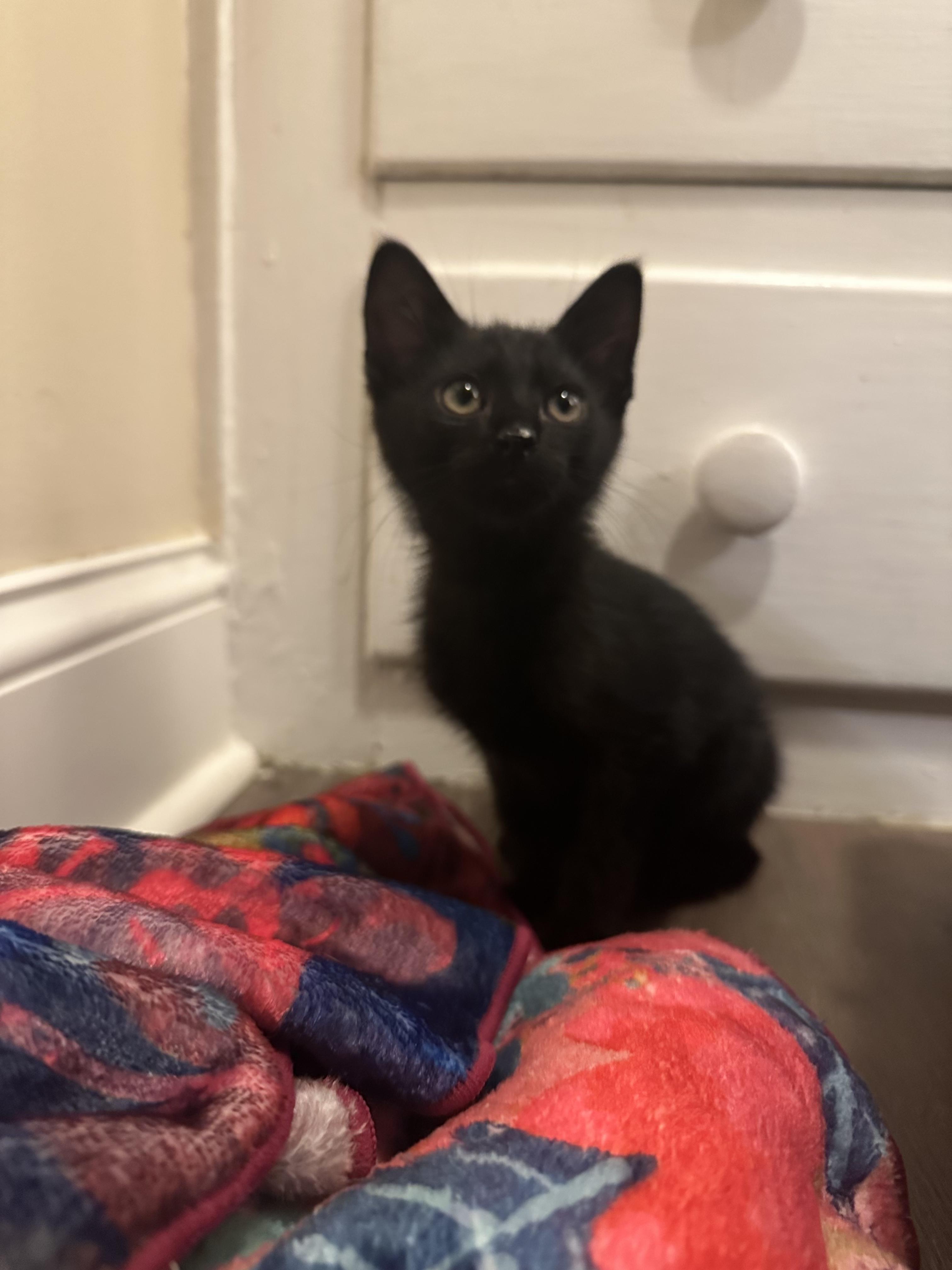 Mayo, a ADOPTABLE Domestic Short Hair in Columbus, OH image 3/6
