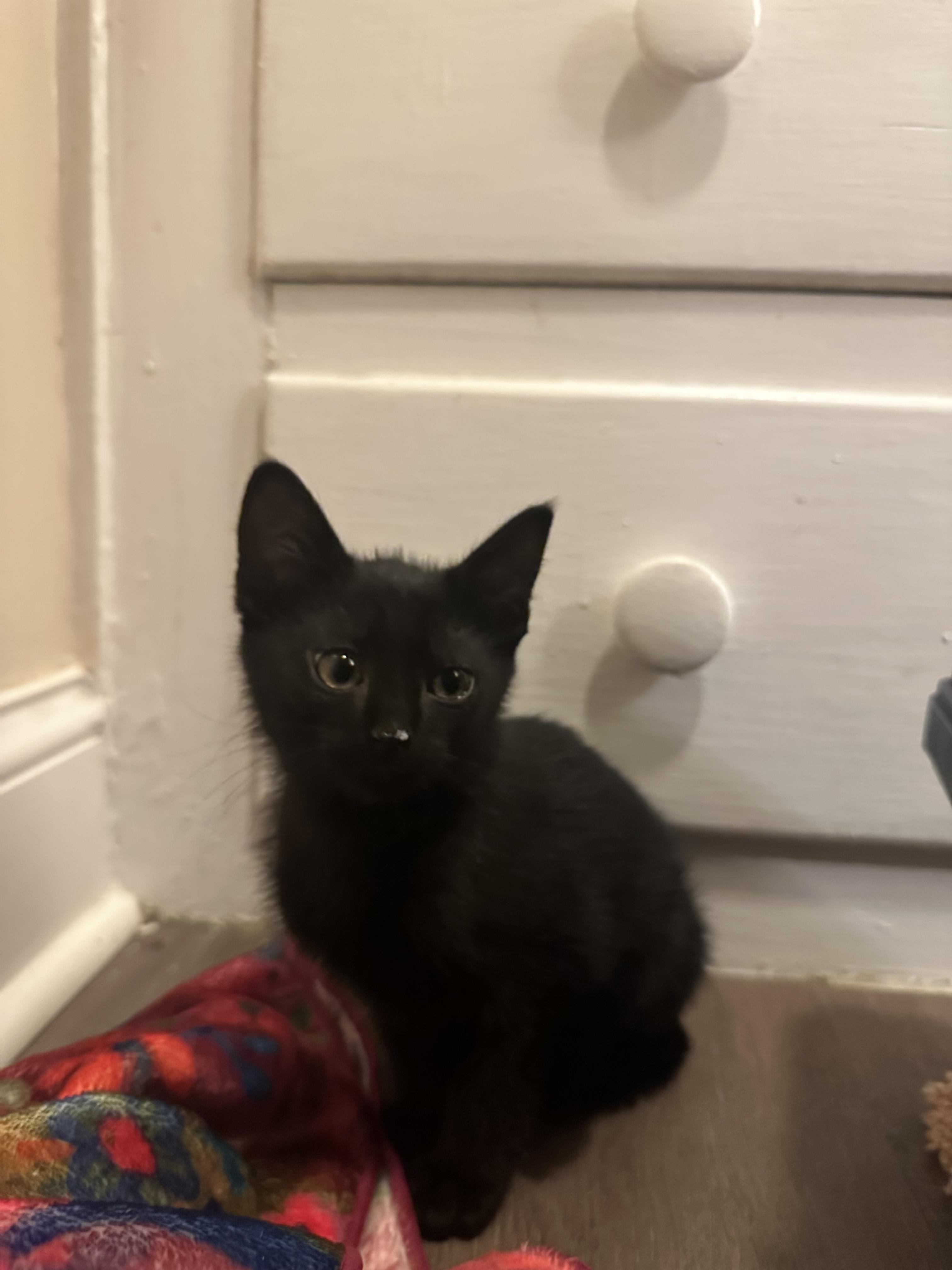 Mayo, a ADOPTABLE Domestic Short Hair in Columbus, OH image 2/6