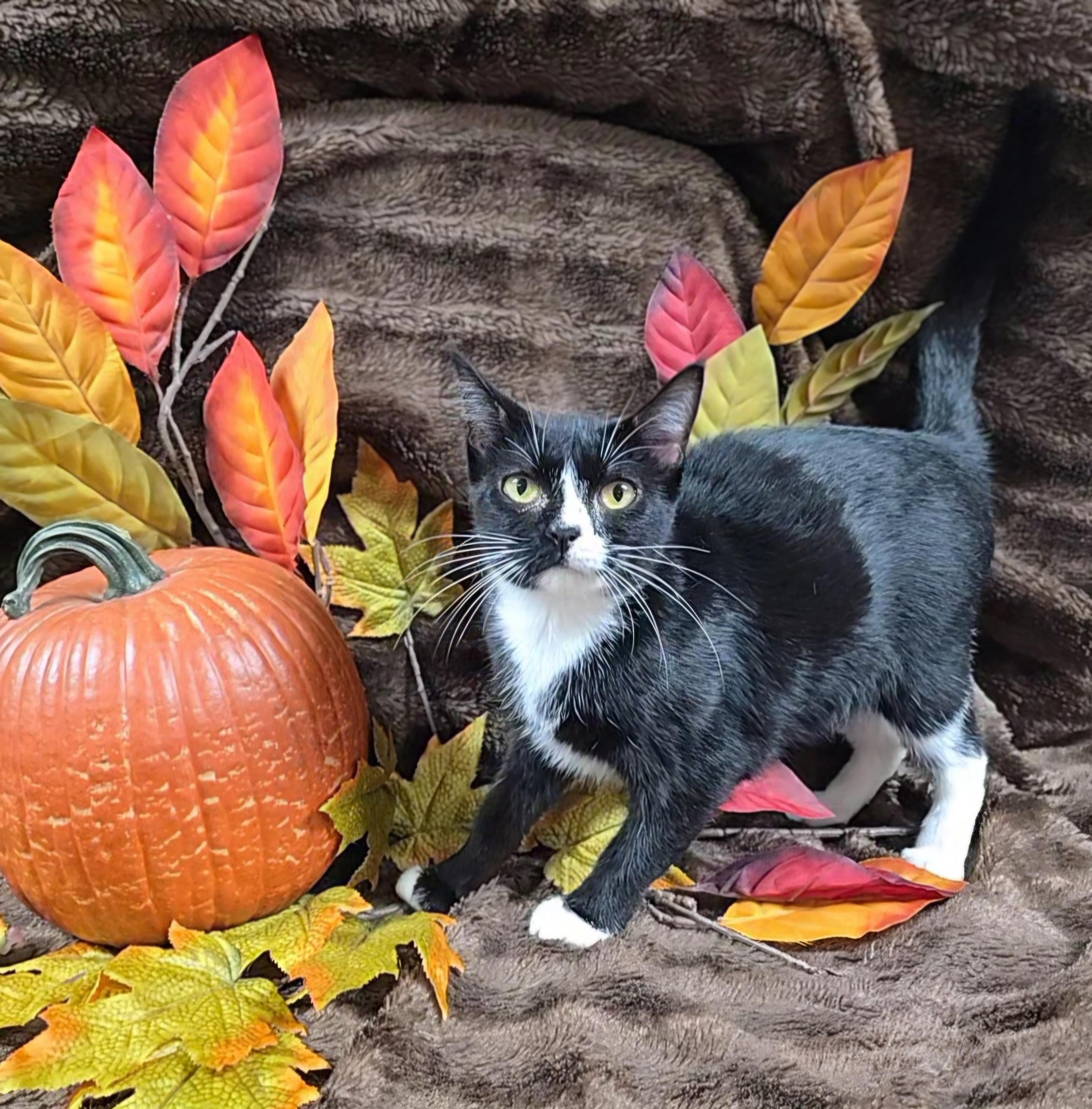 Enlarge Cinder, a Adoptable mixed breed in Mount Carmel, IL image 1/2