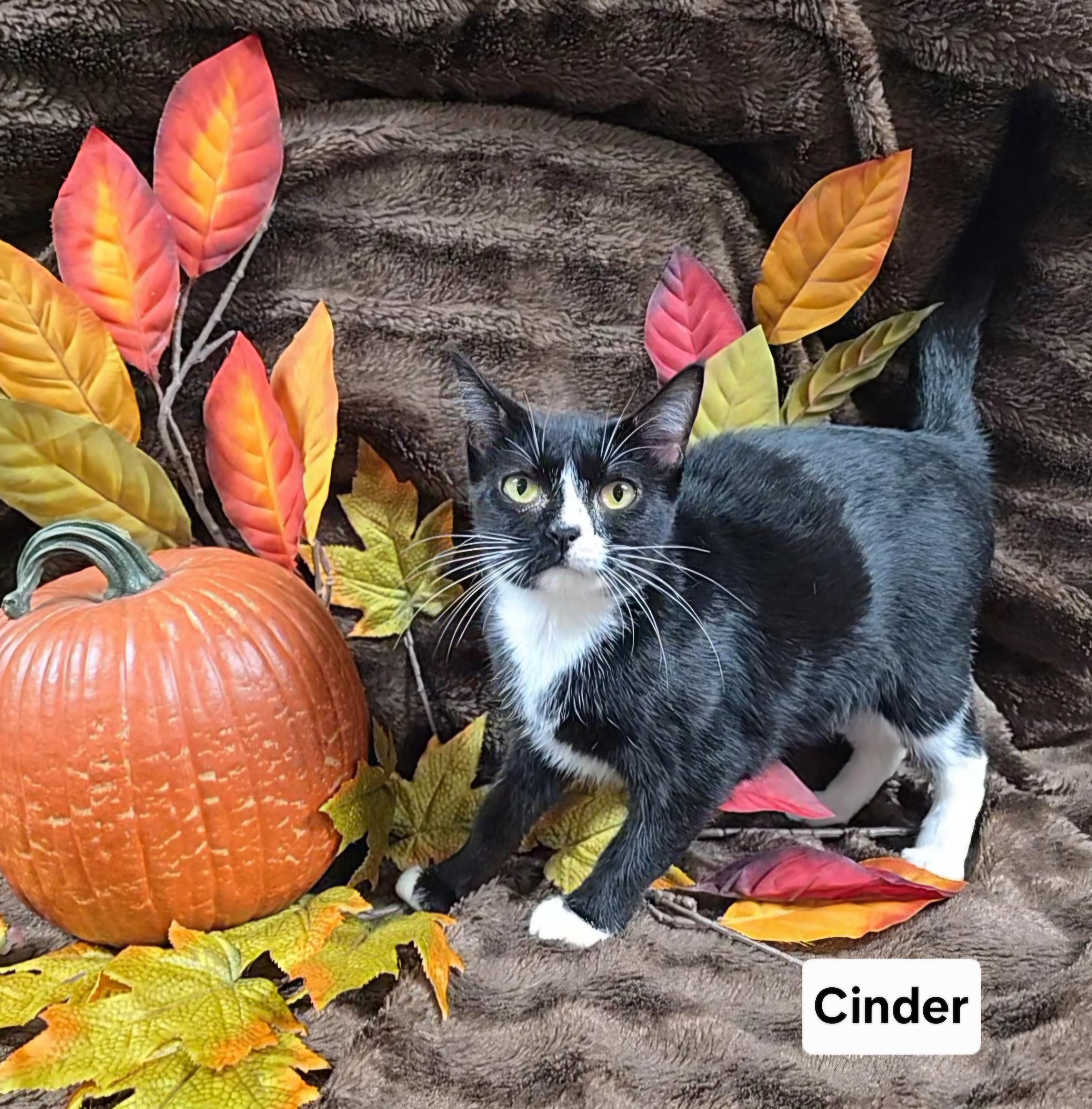 Cinder, Adoptable, Young Female Domestic Short Hair.