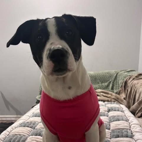 Nancy, Adoptable, Puppy Female Terrier & Mixed Breed.