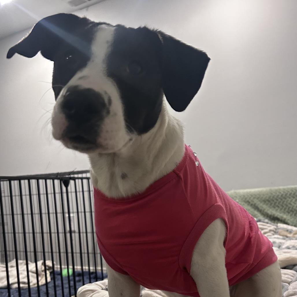 Nancy, Adoptable, Puppy Female Terrier & Mixed Breed.