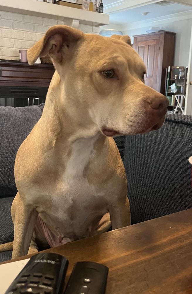 Piper, Adoptable, Young Female Pit Bull Terrier.