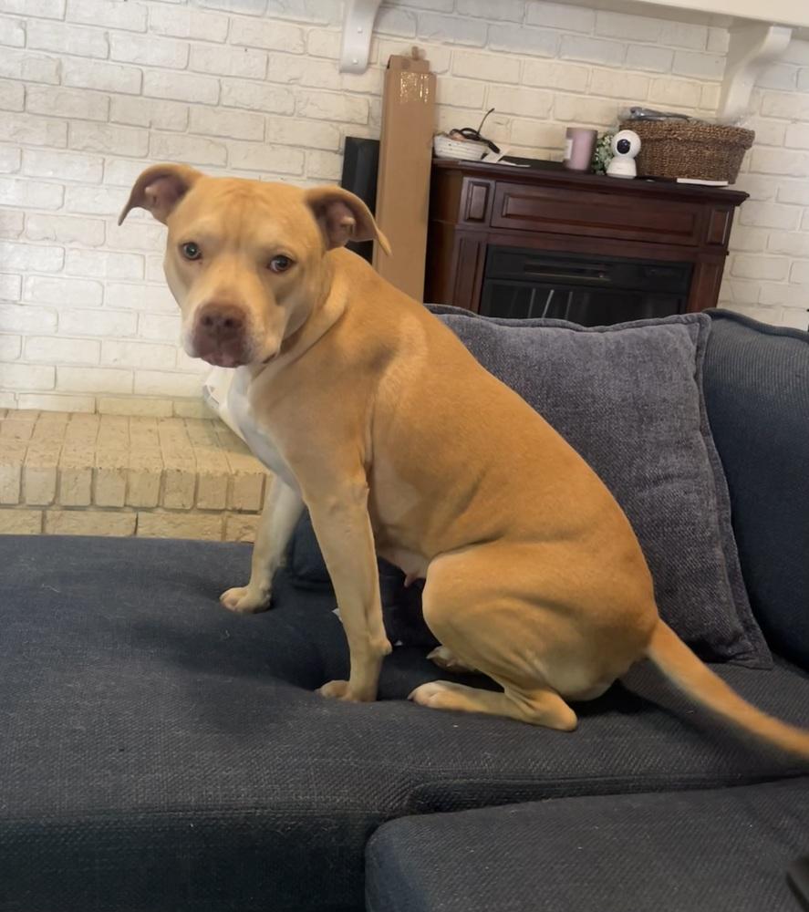 Piper, a Adoptable mixed breed in Willingboro, NJ image 2/6