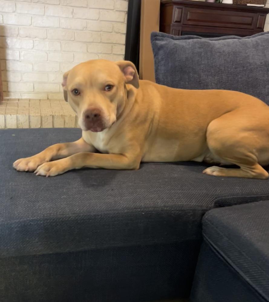 Piper, a Adoptable mixed breed in Willingboro, NJ image 3/6
