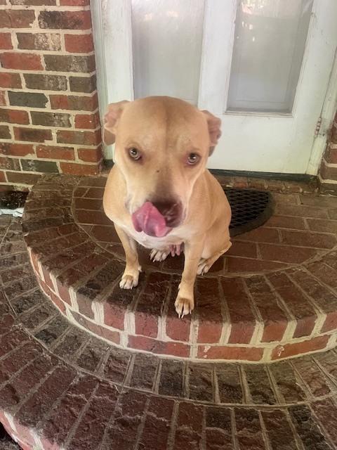 Piper, a Adoptable mixed breed in Willingboro, NJ image 4/6