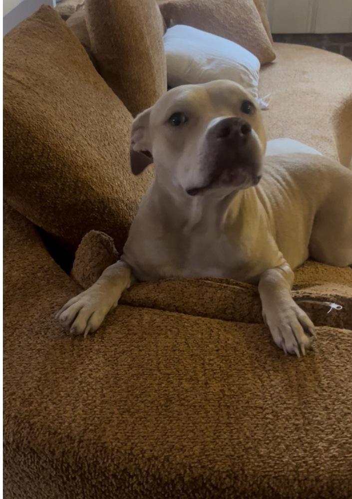 Piper, a Adoptable mixed breed in Willingboro, NJ image 6/6