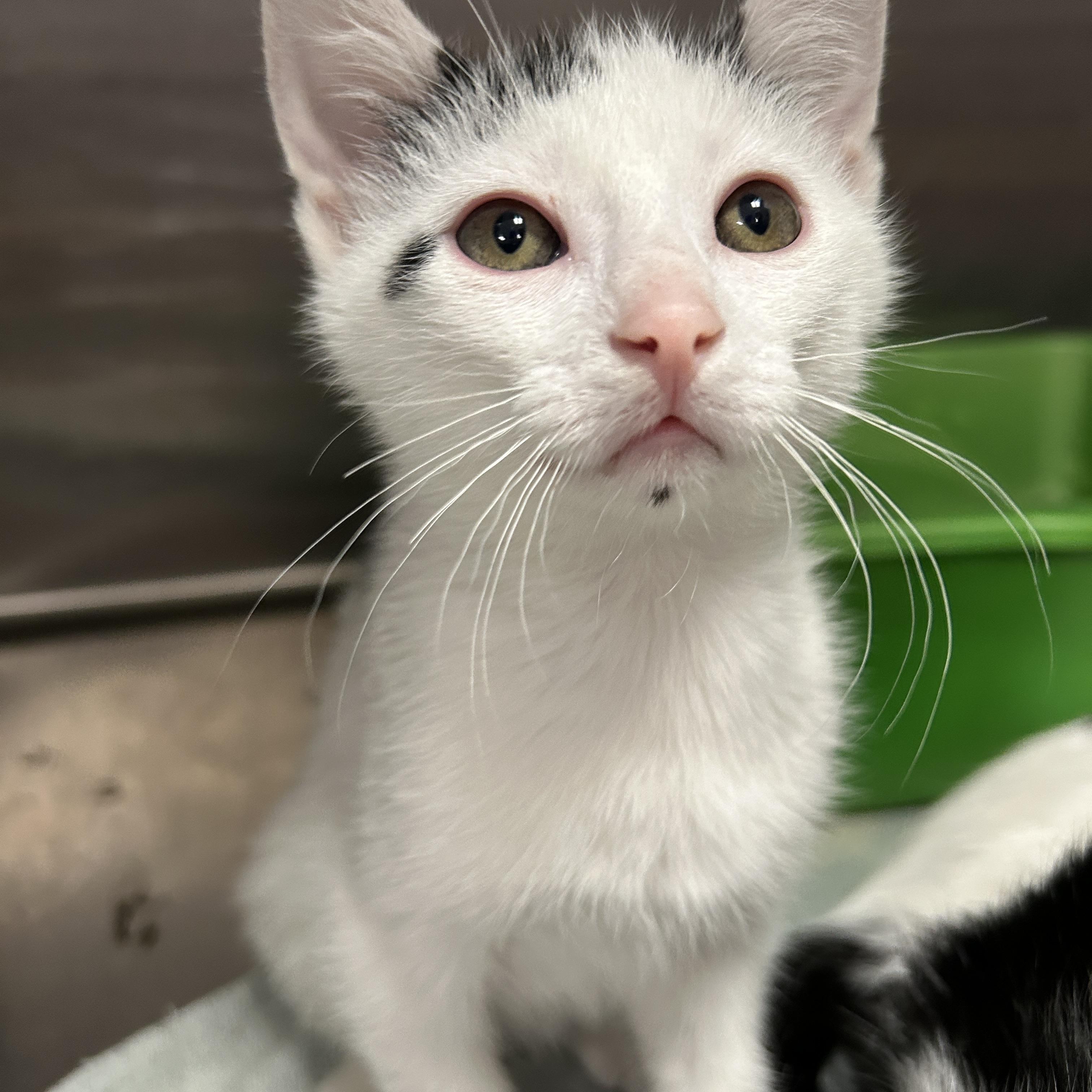 Runway 4 of 4, a ADOPTABLE Domestic Short Hair in La Grange Park, IL image 2/5