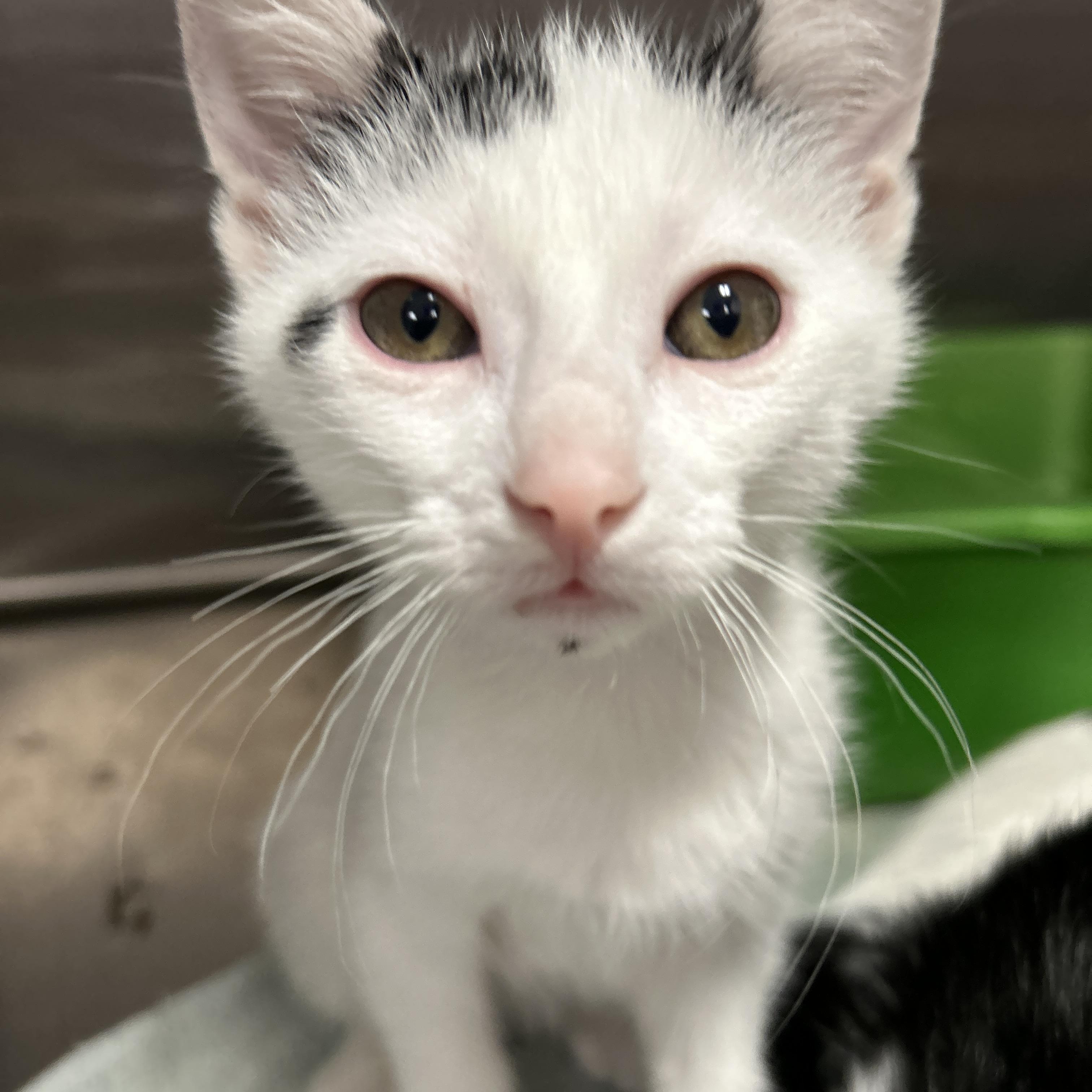 Runway 4 of 4, a ADOPTABLE Domestic Short Hair in La Grange Park, IL image 4/5