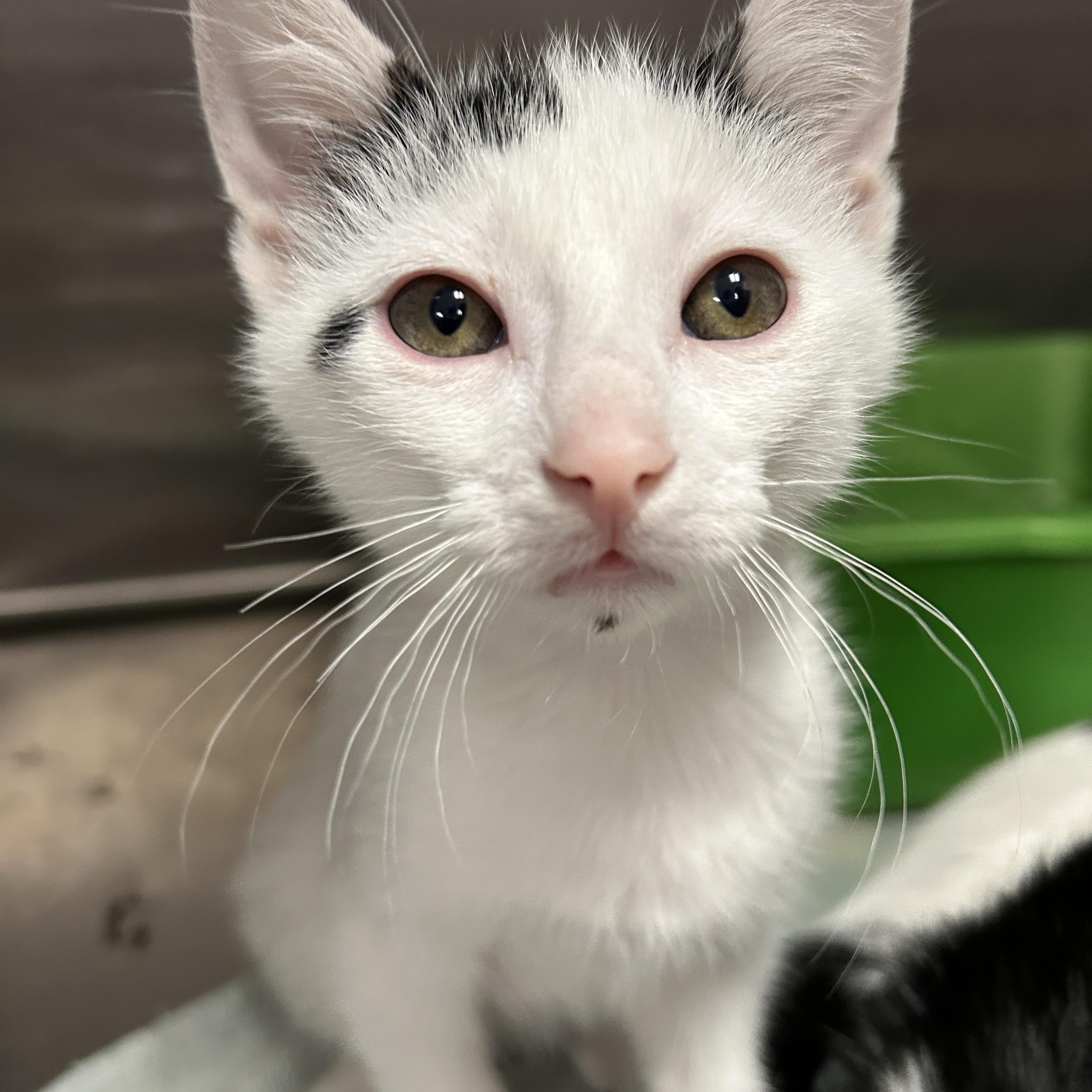 Runway 4 of 4, ADOPTABLE, Kitten Female Domestic Short Hair.