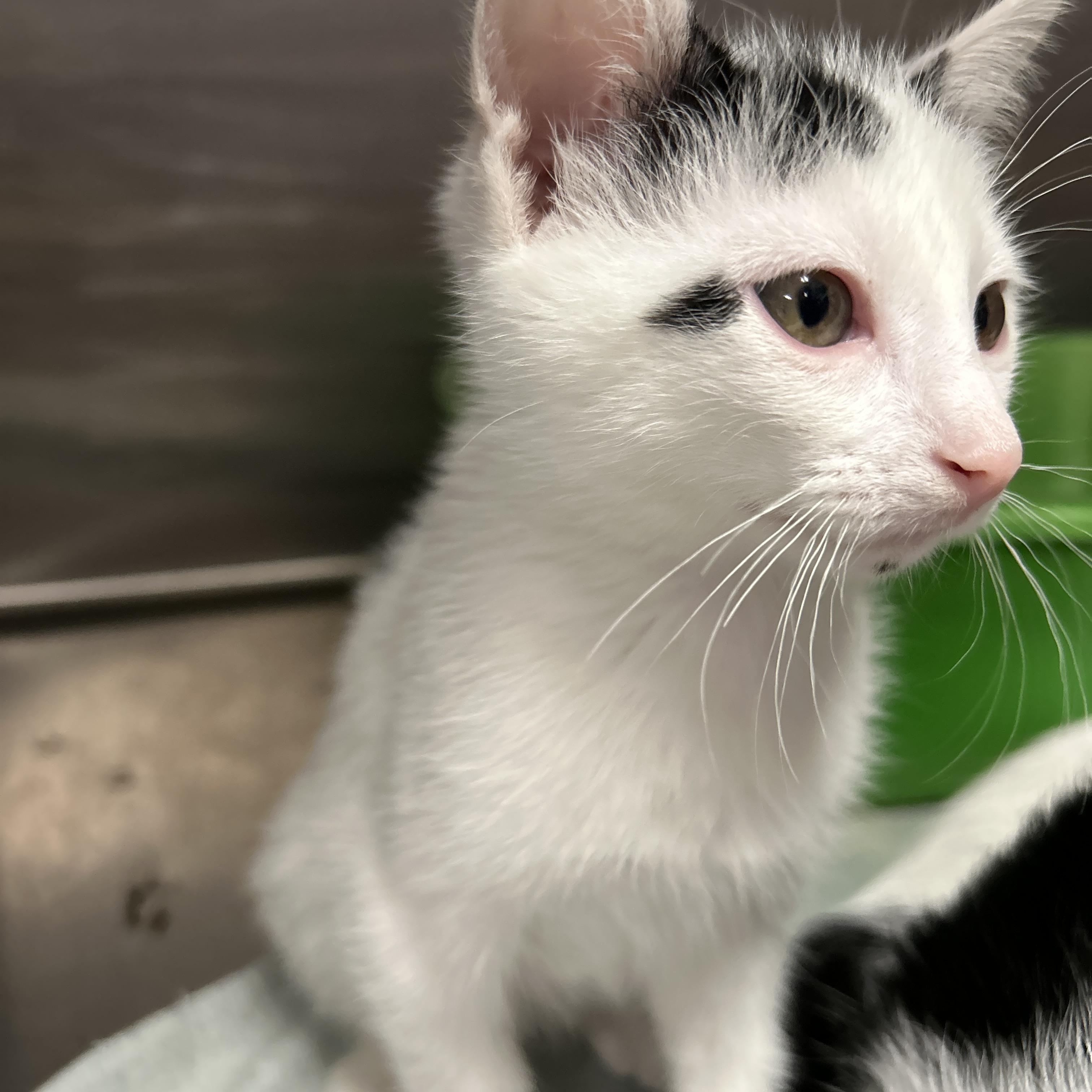 Runway 4 of 4, a ADOPTABLE Domestic Short Hair in La Grange Park, IL image 5/5