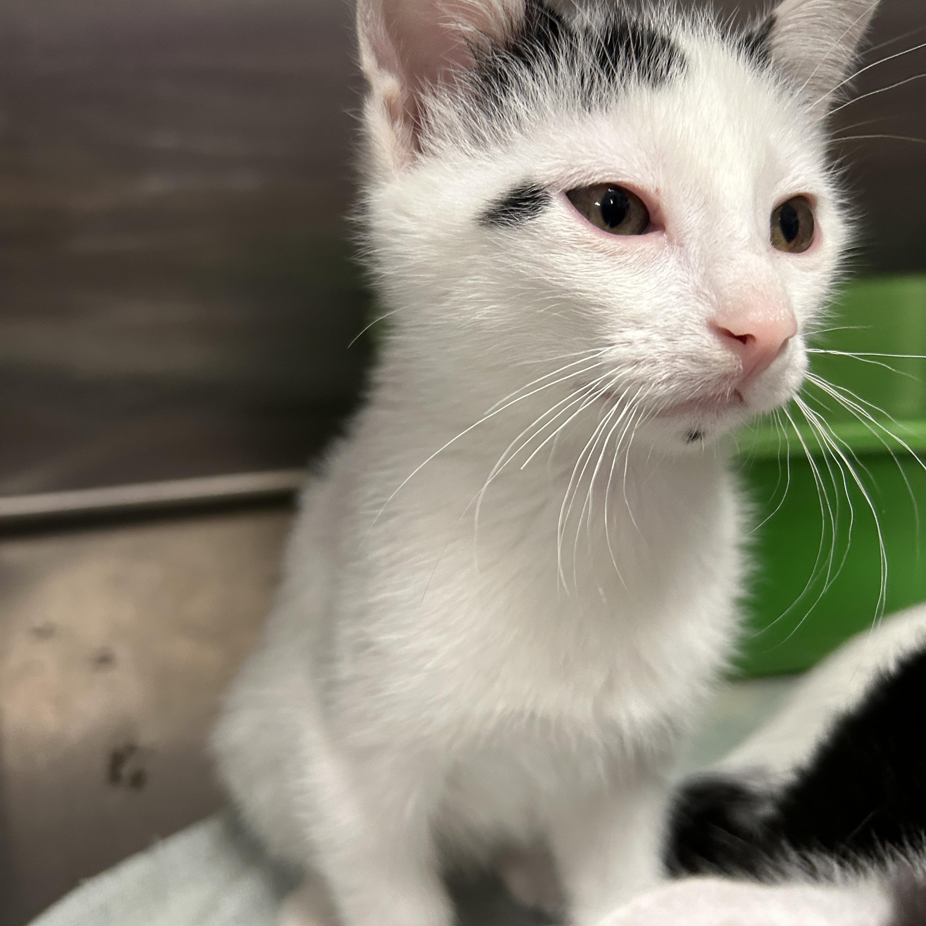 Runway 4 of 4, a ADOPTABLE Domestic Short Hair in La Grange Park, IL image 3/5