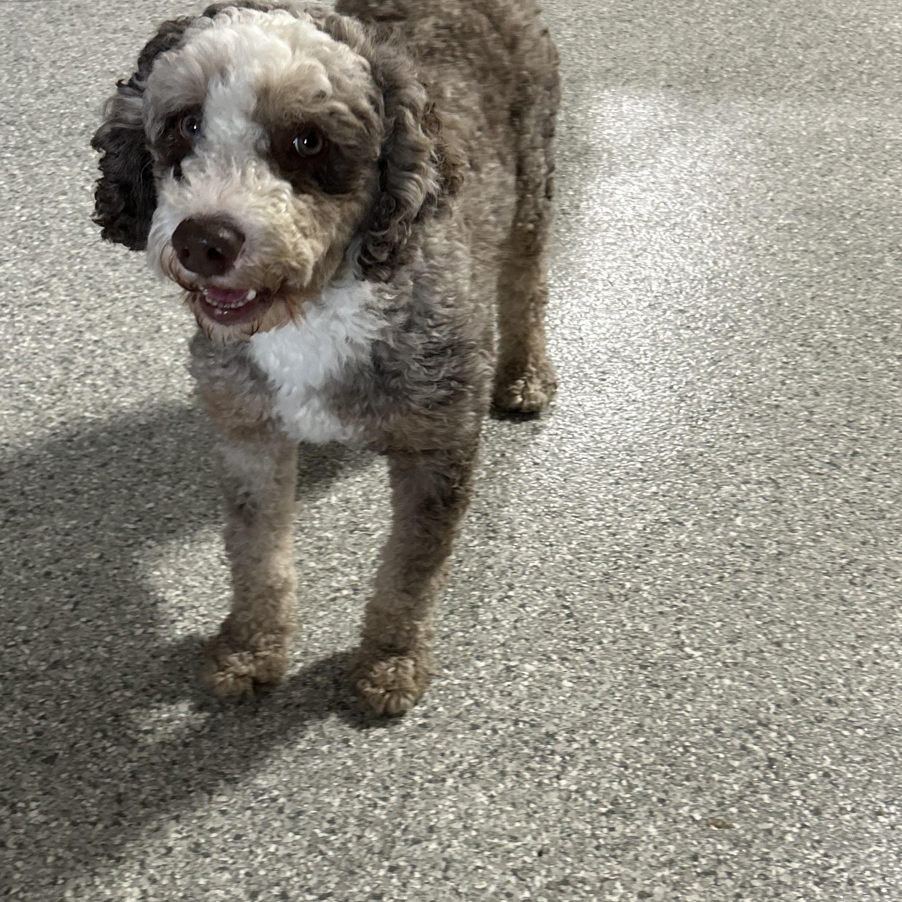 Enlarge Kane 28 lbs, a Adoptable Bernedoodle in Maumee , OH image 4/5