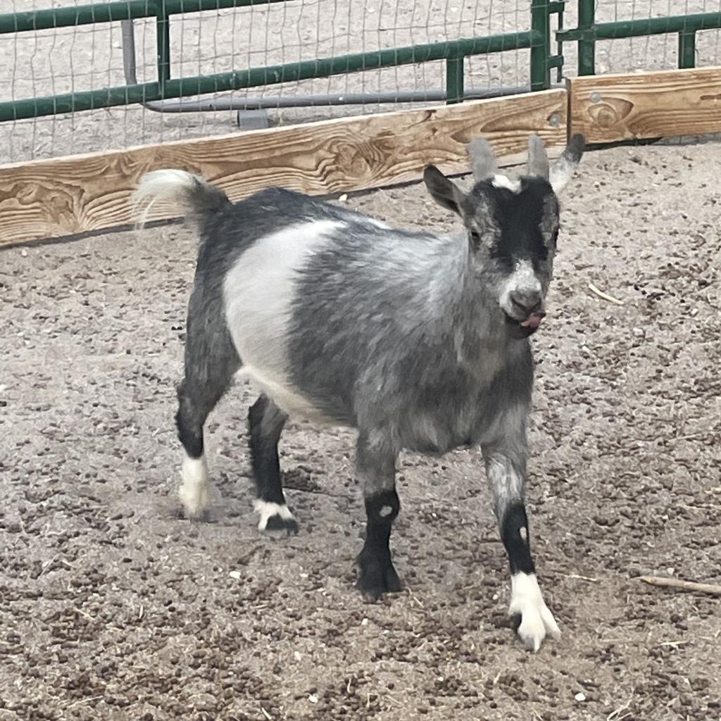 Enlarge Bobby, a Adoptable Goat in Las Vegas, NV image 1/1