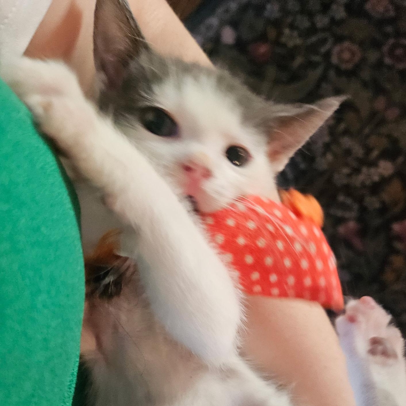 Bizkit, Adoptable, Kitten Male Domestic Short Hair.