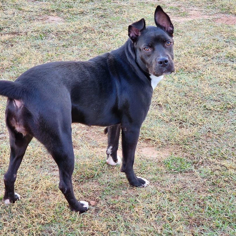 Marlena, a Adoptable mixed breed in Raphine, VA image 2/6
