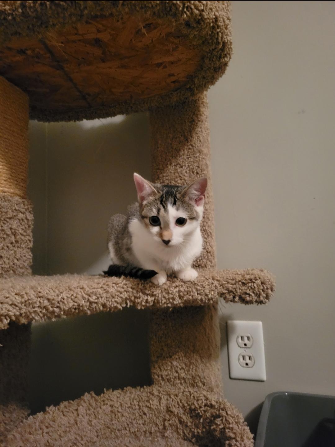 Azula, a Adoptable Domestic Short Hair in Stuarts Draft, VA image 1/2