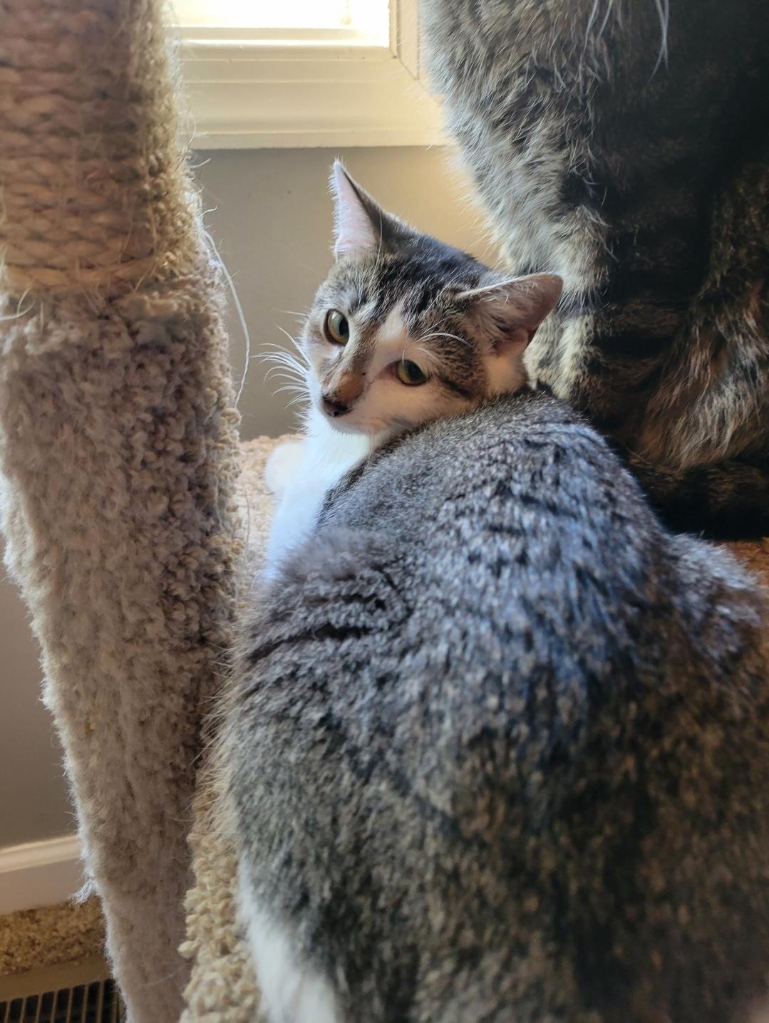 Azula, a Adoptable Domestic Short Hair in Stuarts Draft, VA image 2/2