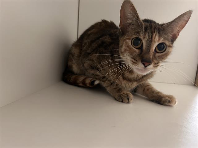 Enlarge ANNELISE, a Adoptable Domestic Short Hair in Winter Haven, FL image 1/1