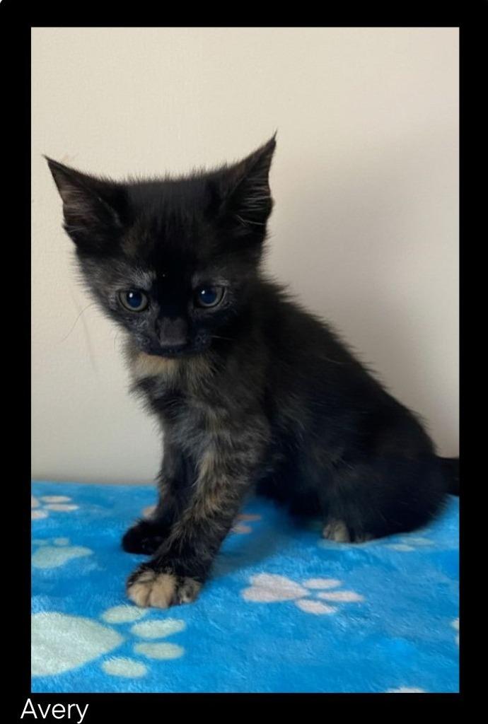 Enlarge Avery, a Adopted mixed breed in Chino Valley, AZ image 1/1