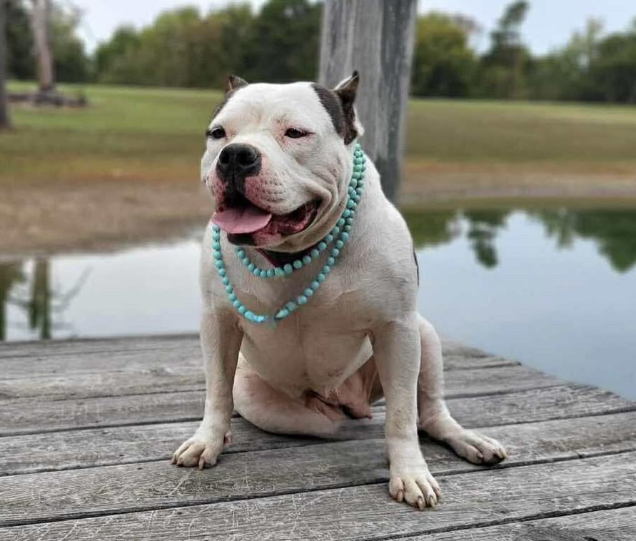 Enlarge Sprinkles, an adopted Mixed Breed in Northwood, NH image 3/5