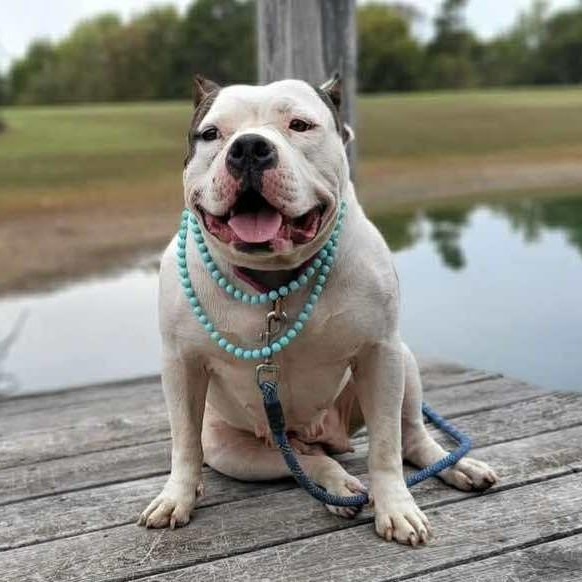 Sprinkles, adopted, Adult Female Mixed Breed.