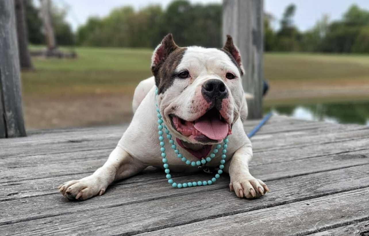 Enlarge Sprinkles, an adopted Mixed Breed in Northwood, NH image 4/5