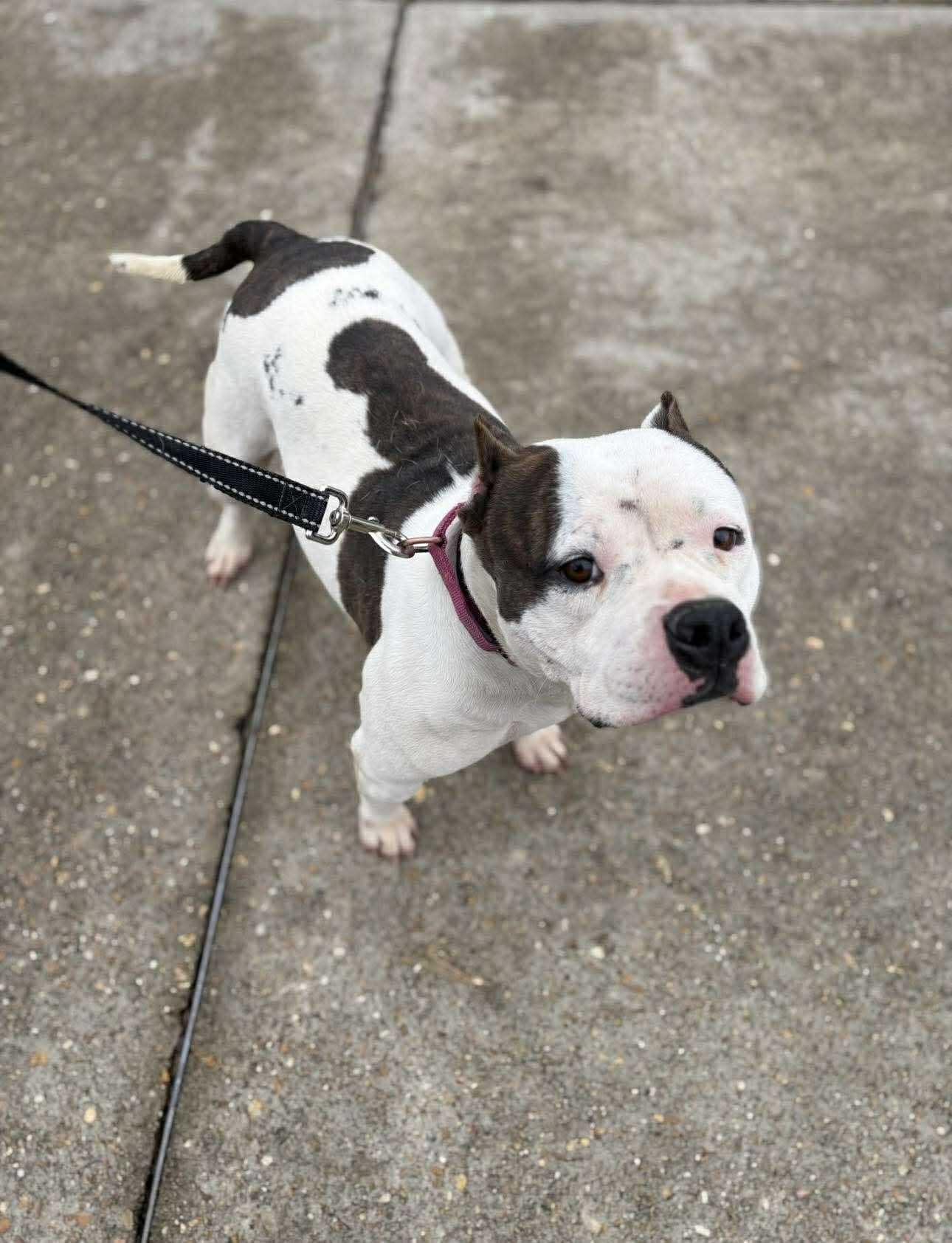 Enlarge Sprinkles, an adopted Mixed Breed in Northwood, NH image 2/5