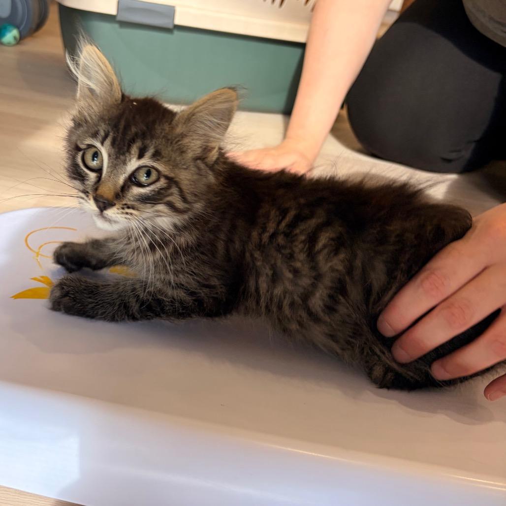 Finn, Adoptable, Kitten Male Domestic Short Hair.