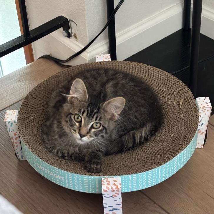 Enlarge Finn, a Adoptable Domestic Short Hair in Spokane, WA image 2/3