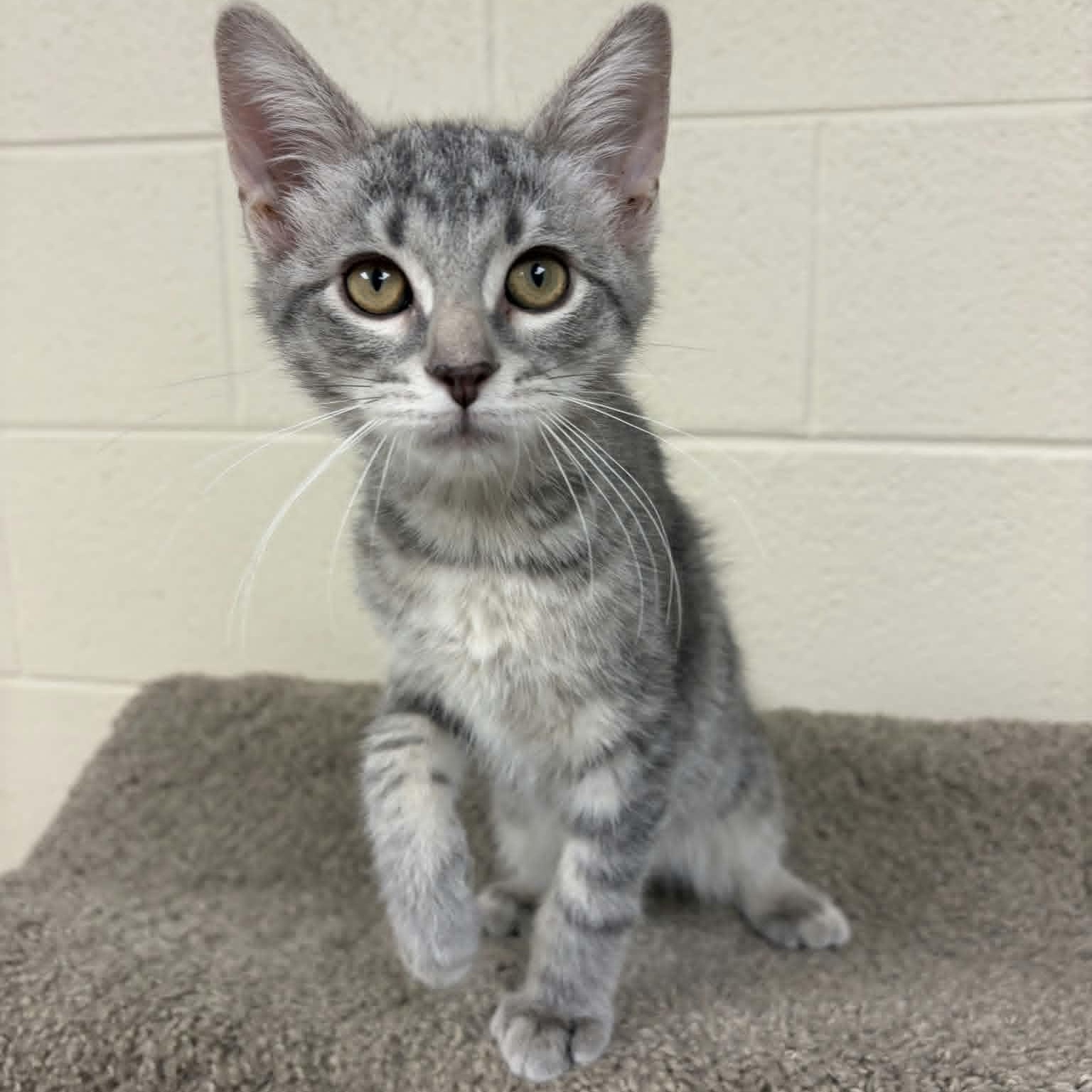 Howie, a ADOPTABLE Domestic Short Hair in Valparaiso, IN image 1/2