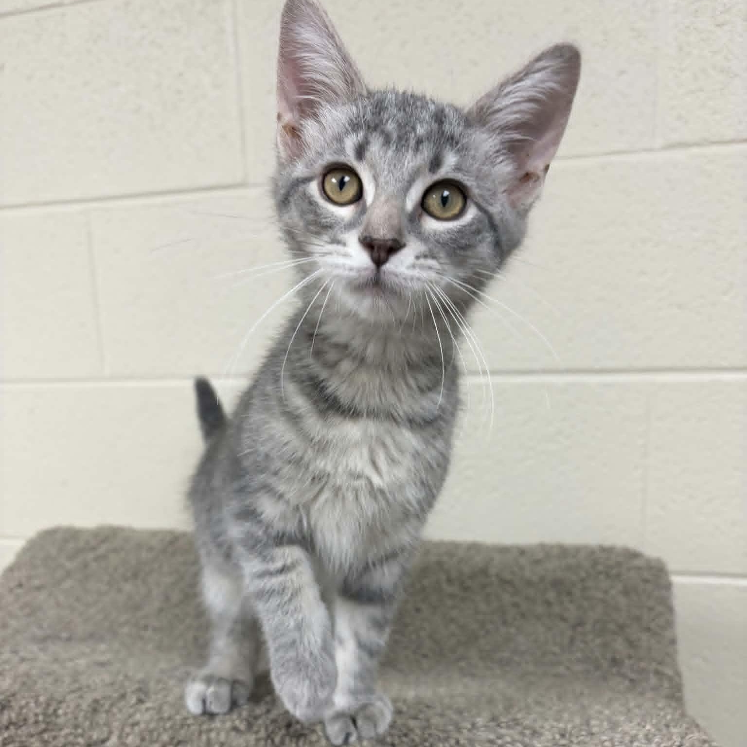 Howie, a ADOPTABLE Domestic Short Hair in Valparaiso, IN image 2/2