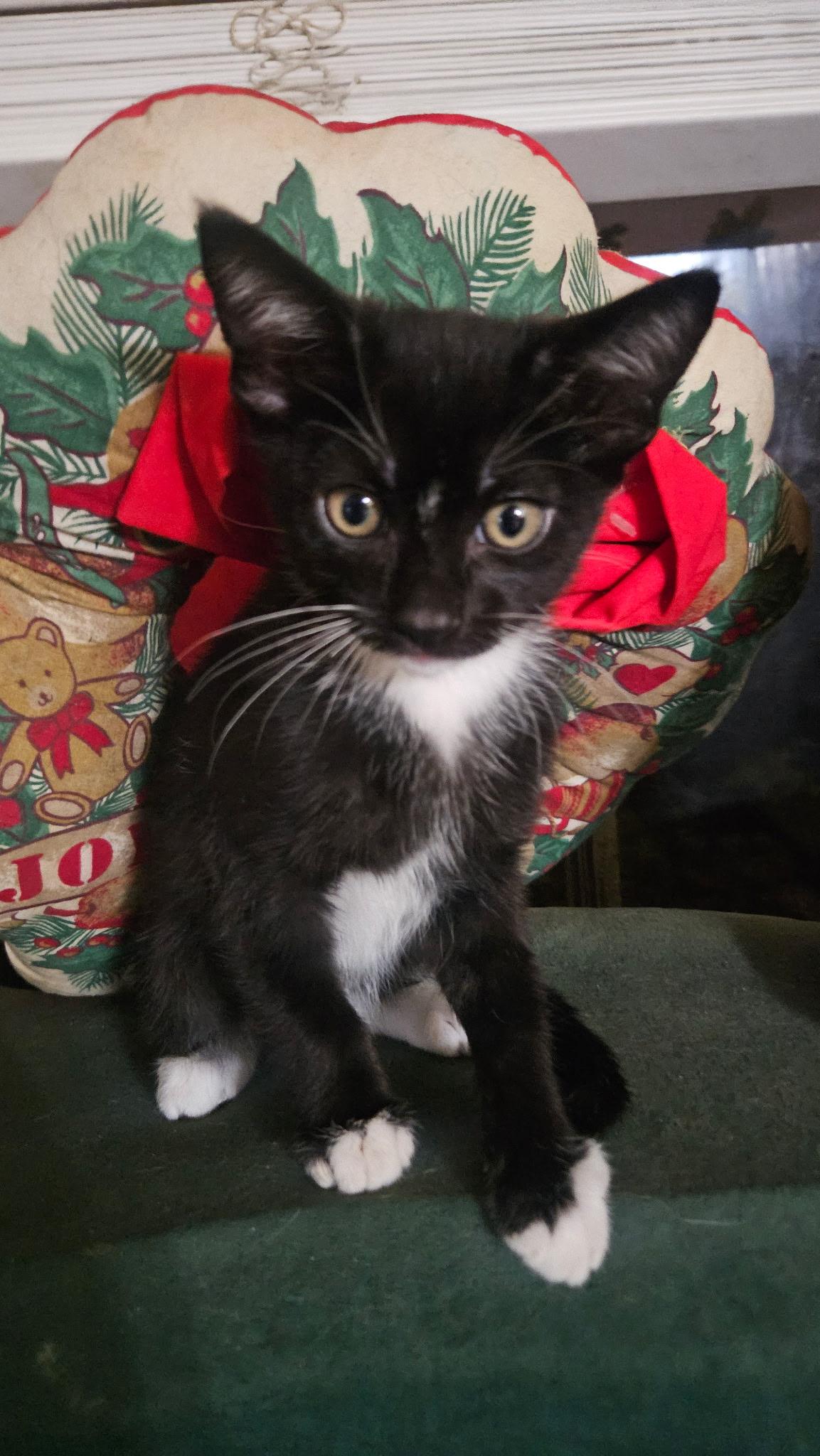 Enlarge Jack, a ADOPTABLE Domestic Short Hair in Monrovia , CA image 1/1