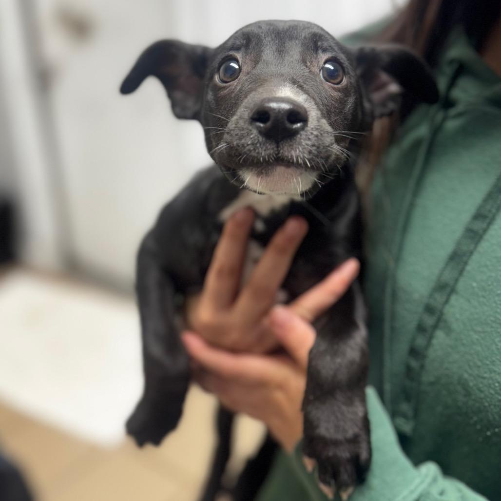 belle, Adoptable, Puppy Female Black Labrador Retriever.