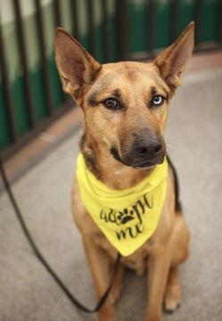 Riley D5145 (was Lyle), a Adoptable mixed breed in Fremont, CA image 1/4