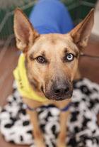 Riley D5145 (was Lyle), a Adoptable mixed breed in Fremont, CA image 2/4