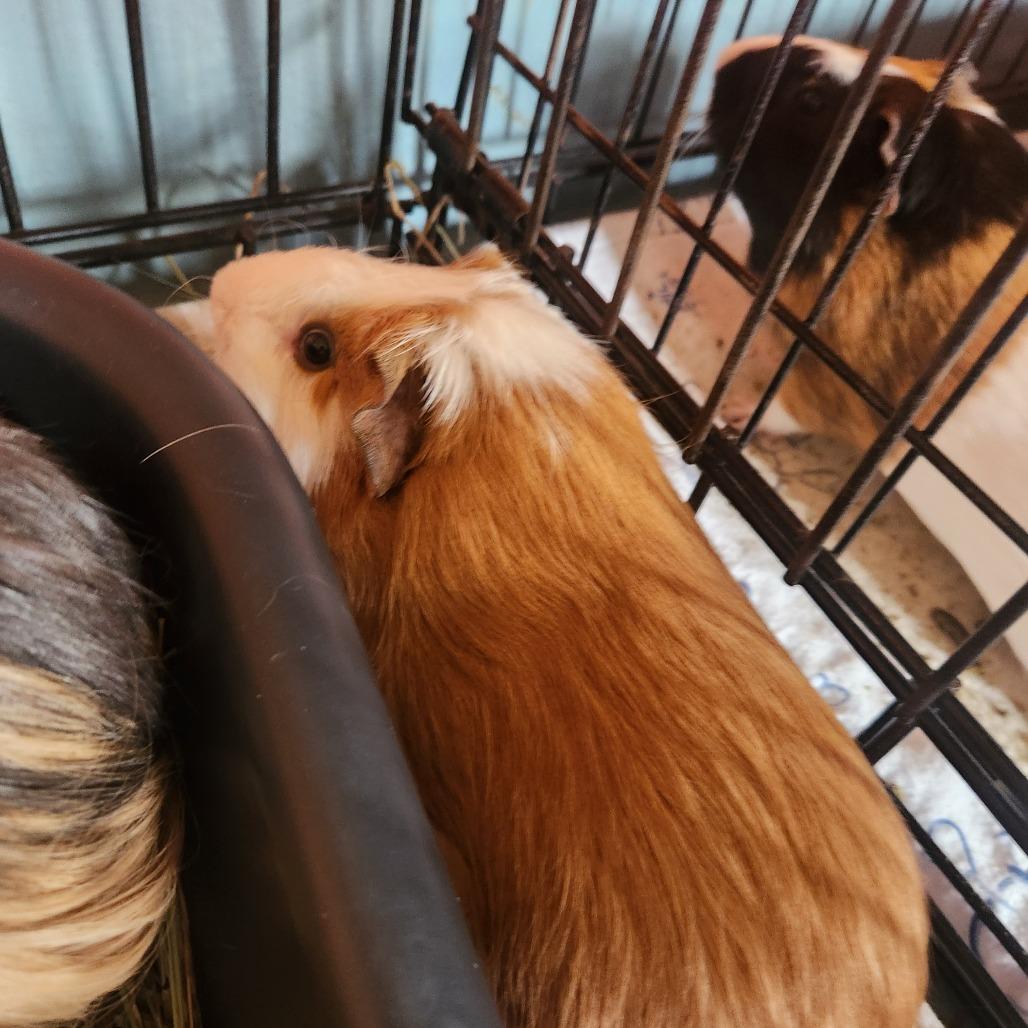 Nugget, Adoptable, Young Male Guinea Pig.