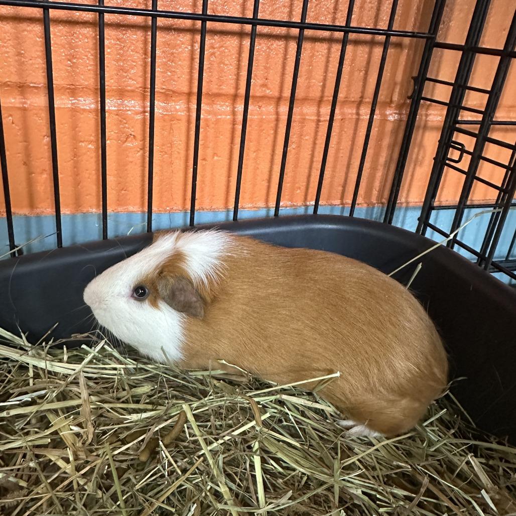 Enlarge Nugget, a Adoptable Guinea Pig in Brockton, MA image 2/2