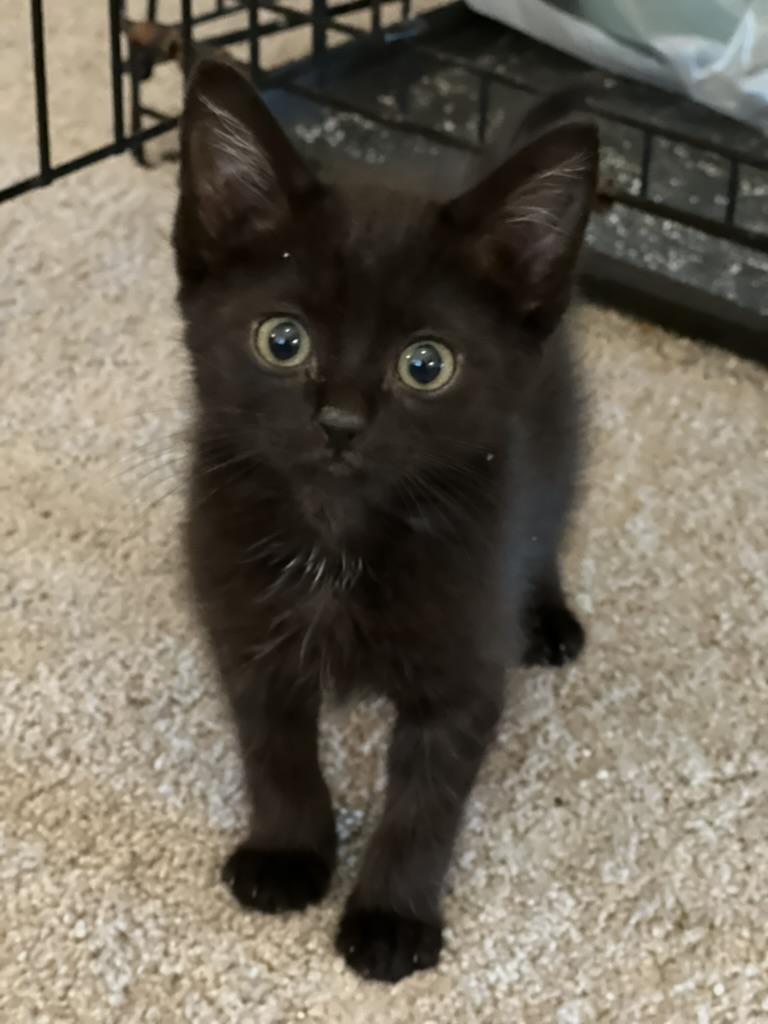 Cat For Adoption Mavis All Black Female Kitten A Domestic Medium cat-for-adoption-mavis-all-black-female-kitten-a-domestic-medium