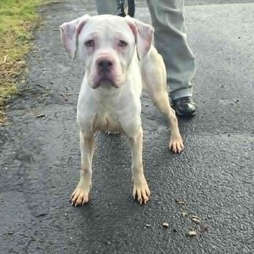 Enlarge Snow, a ADOPTABLE mixed breed in Grants Pass, OR image 2/2