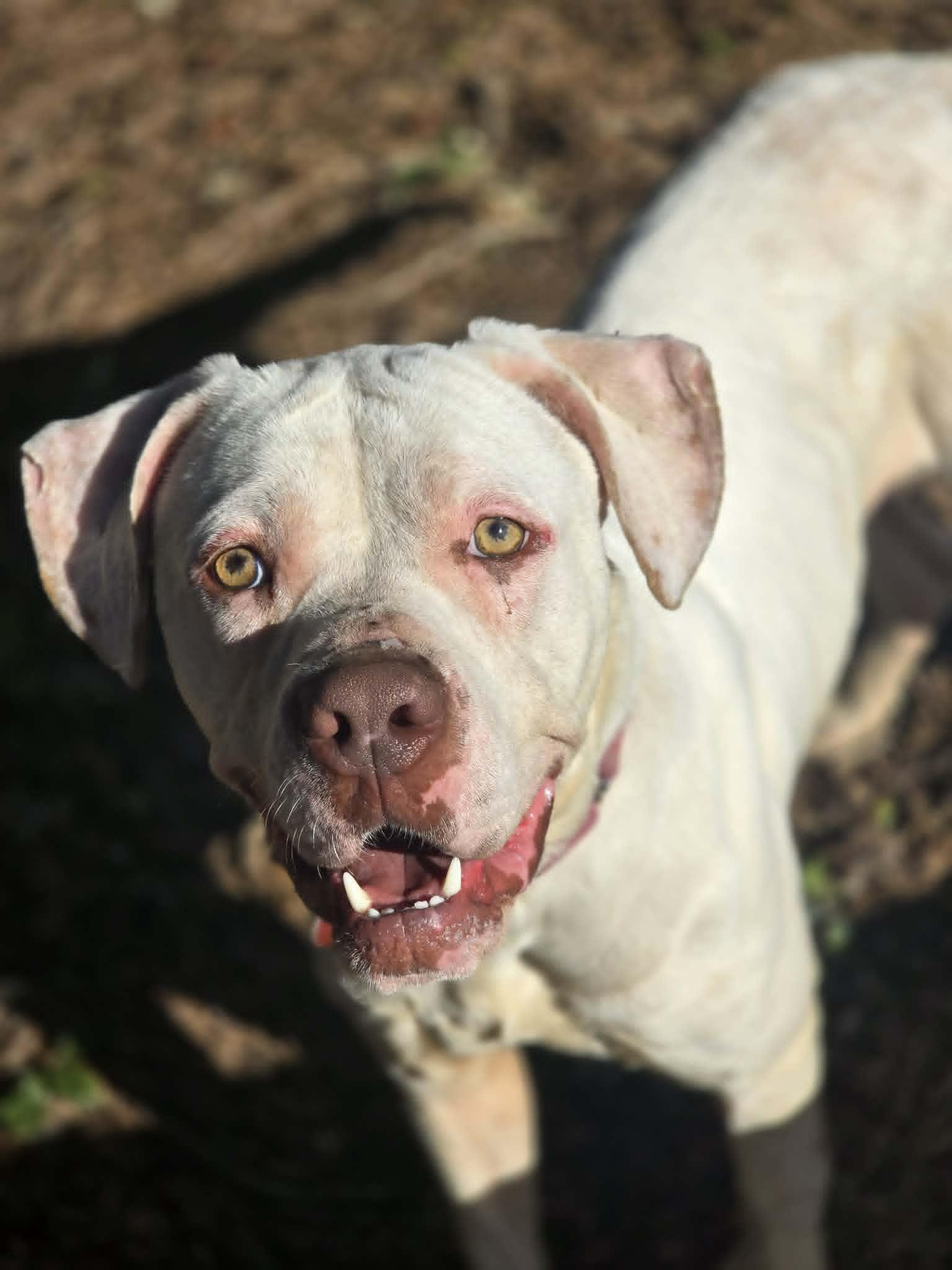 Enlarge Snow, a ADOPTABLE mixed breed in Grants Pass, OR image 2/4
