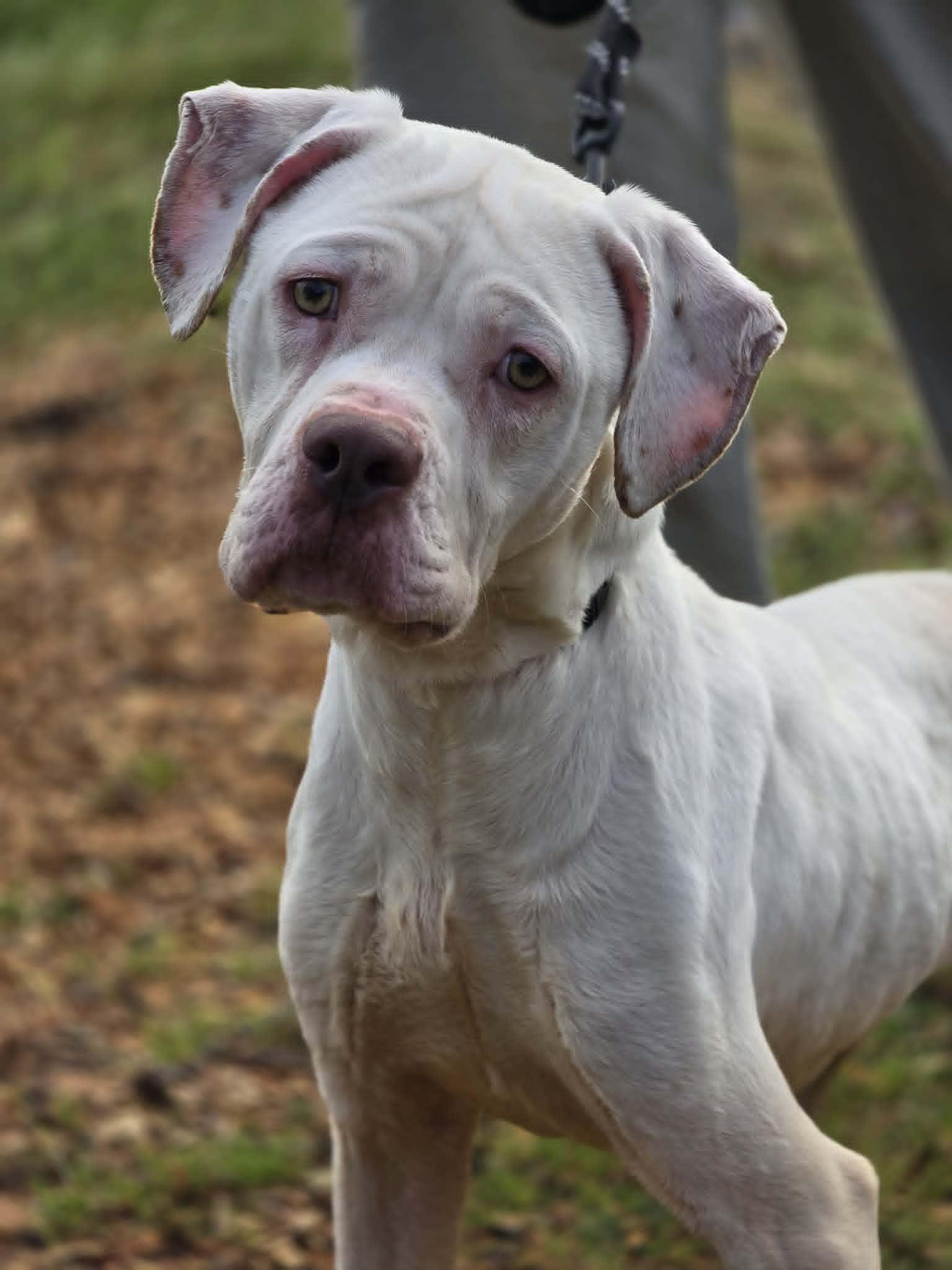 Enlarge Snow, a ADOPTABLE mixed breed in Grants Pass, OR image 1/2