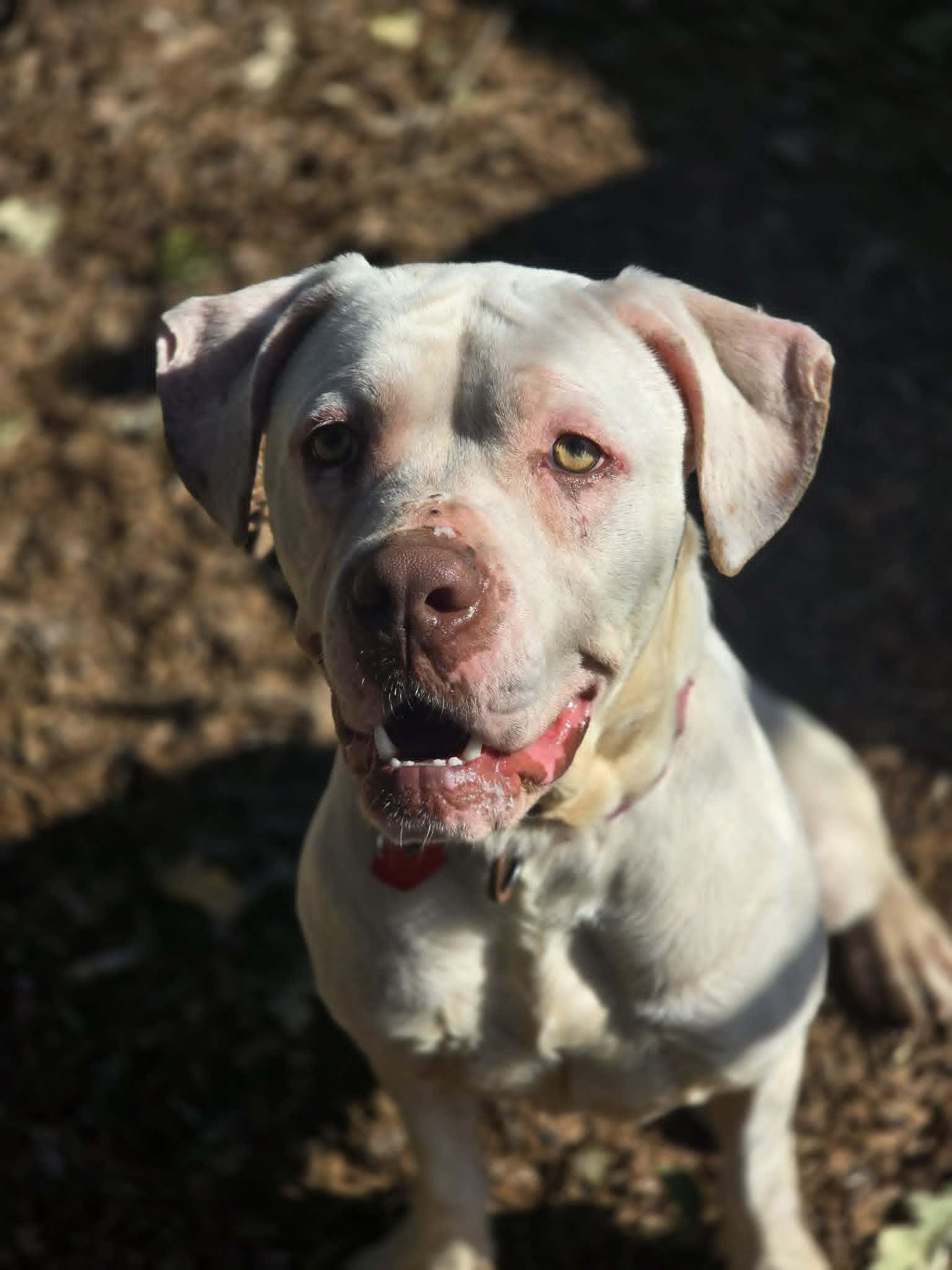 Enlarge Snow, a ADOPTABLE mixed breed in Grants Pass, OR image 1/4