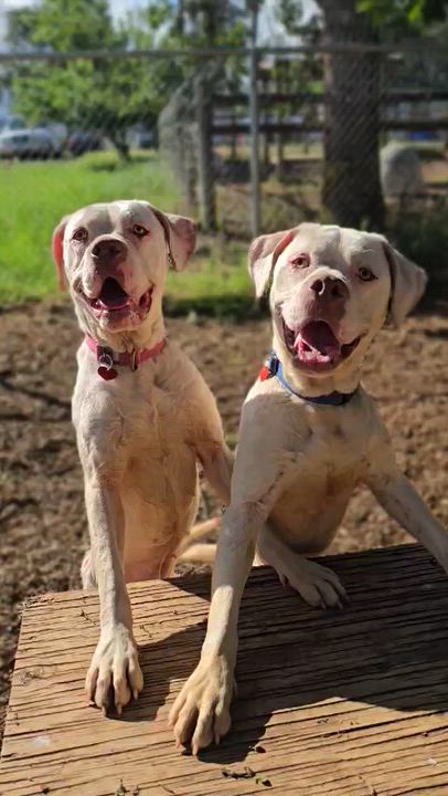 Enlarge Snow, a ADOPTABLE mixed breed in Grants Pass, OR video 4/4
