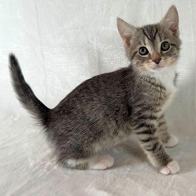 Ezra, Adoptable, Kitten Male Domestic Short Hair.